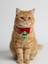 Christmas Tree Yılbaşı Kedi Papyon Tasması | Kırmızı Fiyonk Boyun Aksesuarı | Noel Temalı Kedi Süsü 4