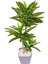 Yapay Dracena Gerçek Dokulu 72 Cm. 1