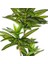 Yapay Dracena Gerçek Dokulu 72 Cm. 2