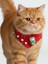 Christmas Squirrel Yılbaşı Kedi Bandanası | Ponponlu Kırmızı Noel Boyun Aksesuarı | Sevimli Sincap Figürlü Kedi Süsü 2