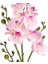 Yapay Orkide Gerçek Dokulu Pembe 80 Cm. 2