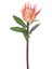 Protea Çiçeği Turuncu 60 Cm. 1
