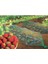 120018 Bırdnet Uv Filtreli Kuştan Koruma Ağı Paketli (Pp), 8X10 M 18X18 mm 2