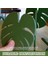 Monstera Coasters Bitki Kaymaz Bardak Altlıkları Monstera Coaster Seti Tropikal Yaprak Bitki Bardak Altlıkları Ev Dekorasyonu (Yurt Dışından) 4