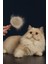 Tek Tuşla Tüy Temizliği! Kedi Köpekler Için Otomatik Tüy Toplama Tarağı 3
