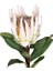 Protea Çiçeği Beyaz 60 Cm. 2