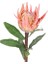 Protea Çiçeği Turuncu 60 Cm. 2