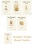 Beatrix Potter 9 - Yaramaz Tavşan Masalı + Beatrix Potter 17 - Timmy Küçükparmak Masalı + Beatrix Potter 21 - Johnny Şehirfaresi Masalı 1