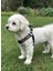 Köpek Göğüs Tasması Minik ve Küçük Irk Ayarlamalı Kolon Kordon & Kot Siyah 1
