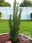 Sütun Porsuk Çamı Taxus Baccata Bitkisi 40-50 cm 1