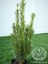 Sütun Porsuk Çamı Taxus Baccata Bitkisi 40-50 cm 2