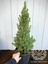 Yeşil Cüce Konik Ladin Bitkisi Çam Ağacı Fidanı Picea Glauca Conica 60-80 cm 2