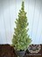 Yeşil Cüce Konik Ladin Bitkisi Çam Ağacı Fidanı Picea Glauca Conica 60-80 cm 3