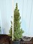 Yeşil Cüce Konik Ladin Bitkisi Çam Ağacı Fidanı Picea Glauca Conica 60-80 cm 4