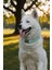 Sky Köpek Boyun Tasması -Charm Hediyeli 2