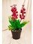 Cocina Yılbaşı Kokina Saksıda Şık Dekorasyon Süsleme Yapay Çiçek 26 cm 1