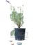 Saksıda Organik Lavanta (Lavandula Angustifolia) 1