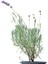 Saksıda Organik Lavanta (Lavandula Angustifolia) 2