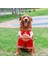 Köpek Basketbol Oyuncu Kostümü Top Köpek Basketbol Kostümü Komik Giyinme Spor Kıyafeti Cadılar Bayramı Cosplay Evcil Hayvanlar B (Yurt Dışından) 5