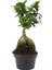 Ginseng Bonsai – Ficus Microcarpa 200–300 gr – Küçük Boy 1