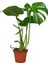 Deve Tabanı Bitkisi – Monstera Deliciosa 12 cm Saksı 1