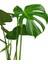 Deve Tabanı Bitkisi – Monstera Deliciosa 12 cm Saksı 2