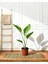 Starliçe - Cennet Kuşu Çiçeği – Strelitzia Reginae 12 cm Saksı (Çiçeksiz) 1