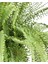Fujer (Aşk Merdiveni) – Nephrolepis – 15 cm Saksı 2