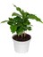 Kahve Bitkisi – Coffea Arabica – 12 cm Saksı 1