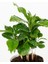 Kahve Bitkisi – Coffea Arabica – 12 cm Saksı 2