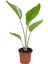 Starliçe - Cennet Kuşu Çiçeği – Strelitzia Reginae 12 cm Saksı (Çiçeksiz) 2