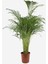 Areka Palmiyesi – Dypsis Lutescens 21 cm Saksı 1