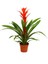 Guzmanya Ostara – Guzmania 12 cm Saksı 2