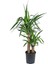 Yuka Bitkisi Çift Gövde – Yucca Elephantipes 30–60 cm 1