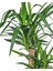 Yuka Bitkisi Çift Gövde – Yucca Elephantipes 30–60 cm 2