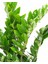 Zamia Bitkisi – Zamioculcas Zamiifolia 17 cm Saksı 3