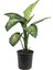 Difenbahya Tropik Snow - Dieffenbachia Tropic Snow – 17 cm Saksı 1