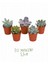 5'li Sukulent – Succulent Seti 1
