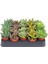 5'li Sukulent – Succulent Seti 3