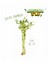 3'lü Set – Şans Bambusu – Lucky Bamboo 80 cm 1