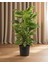 Salon Sarmaşığı – Epipremnum Aureum Sopalı 60 cm 1