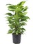 Salon Sarmaşığı – Epipremnum Aureum Sopalı 60 cm 2