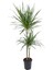 Dracena Marginata – Dracena Marginata – 30-60 Cm, 19 cm Saksı 1