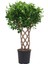 Ficus Maclome Braided Örgülü – Ficus Microcarpa Maclame Braided – 27 cm Saksı 1