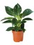 Filodendron Birkin – Philodendron Birkin – 12 cm Saksı 1