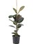 Kauçuk Bitkisi Tek Gövde – Ficus Elastica Robusta 17 cm Saksı 1