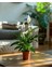 Barış Çiçeği – Spathiphyllum Wallisii 13 cm Saksı 1