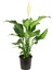 Barış Çiçeği – Spathiphyllum Wallisii 13 cm Saksı 2