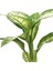 Difenbahya Tropic Snow – Dieffenbachia Tropic Snow – 12 cm Saksı 2