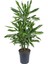 Dracena Golden Coast – Dracaena Fragrans Golden Coast 1